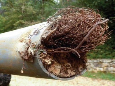 tree root infiltration